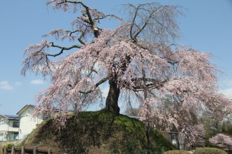 桜