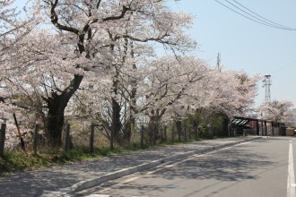 桜